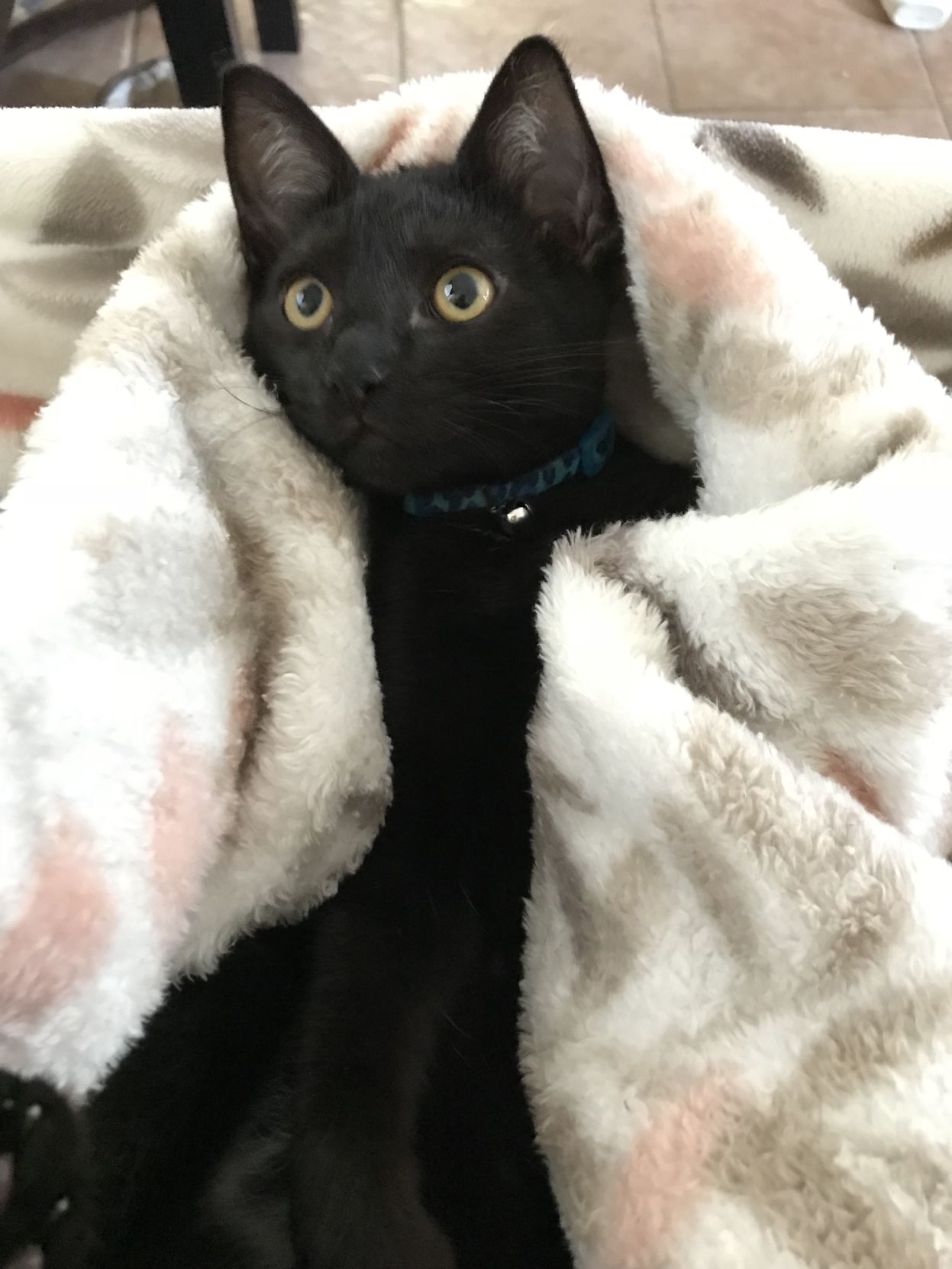 Leonardo Binx